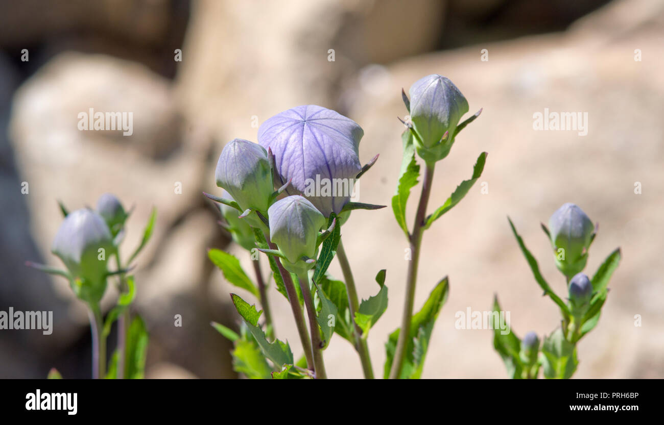 Platycodon grandiflorus 'Zwerg" boccioli di fiori Foto Stock