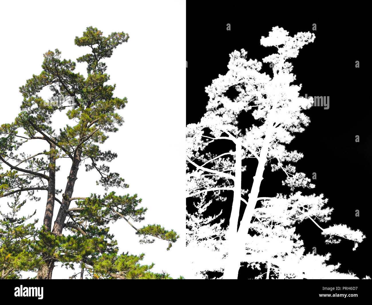 Giapponese albero di pino su un angolo isolato con canale alfa per rimuovere lo sfondo bianco Foto Stock