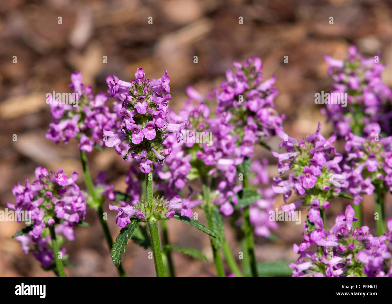Stachys officinalis 'Ukkie' Foto Stock