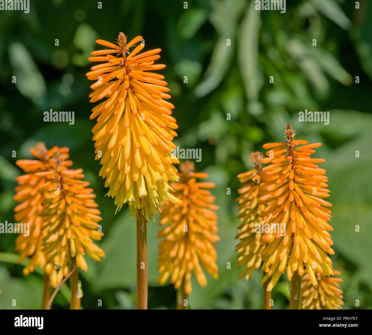 Kniphofia "scettro hining' Foto Stock