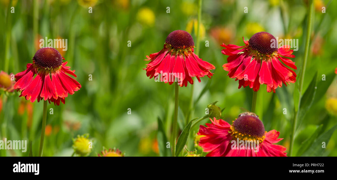 Helenium 'Moerheim bellezza' Foto Stock