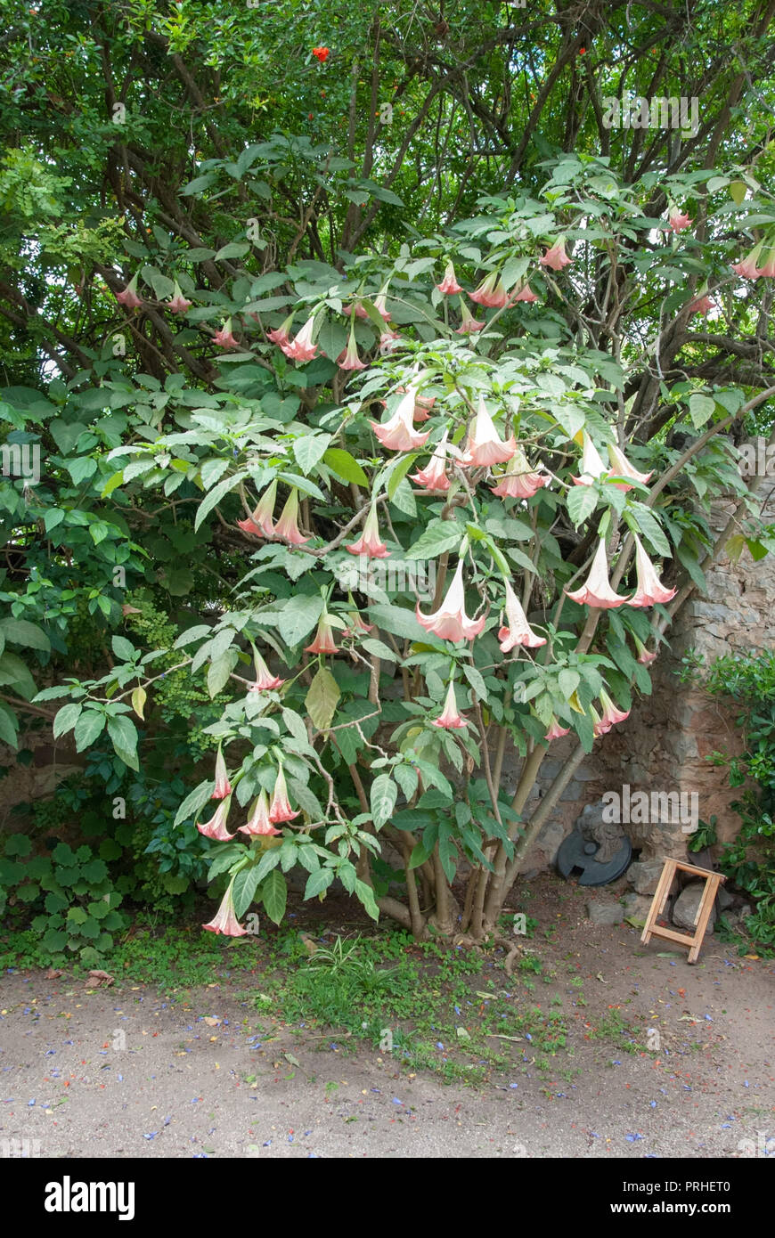 Rosa e Bianco Brugmansia Versicolor Angeli tromba arbusto arbusto sempreverde famiglia delle solanacee, brugmansia versicolor lagerh angeli demoni tromba bush ga Foto Stock