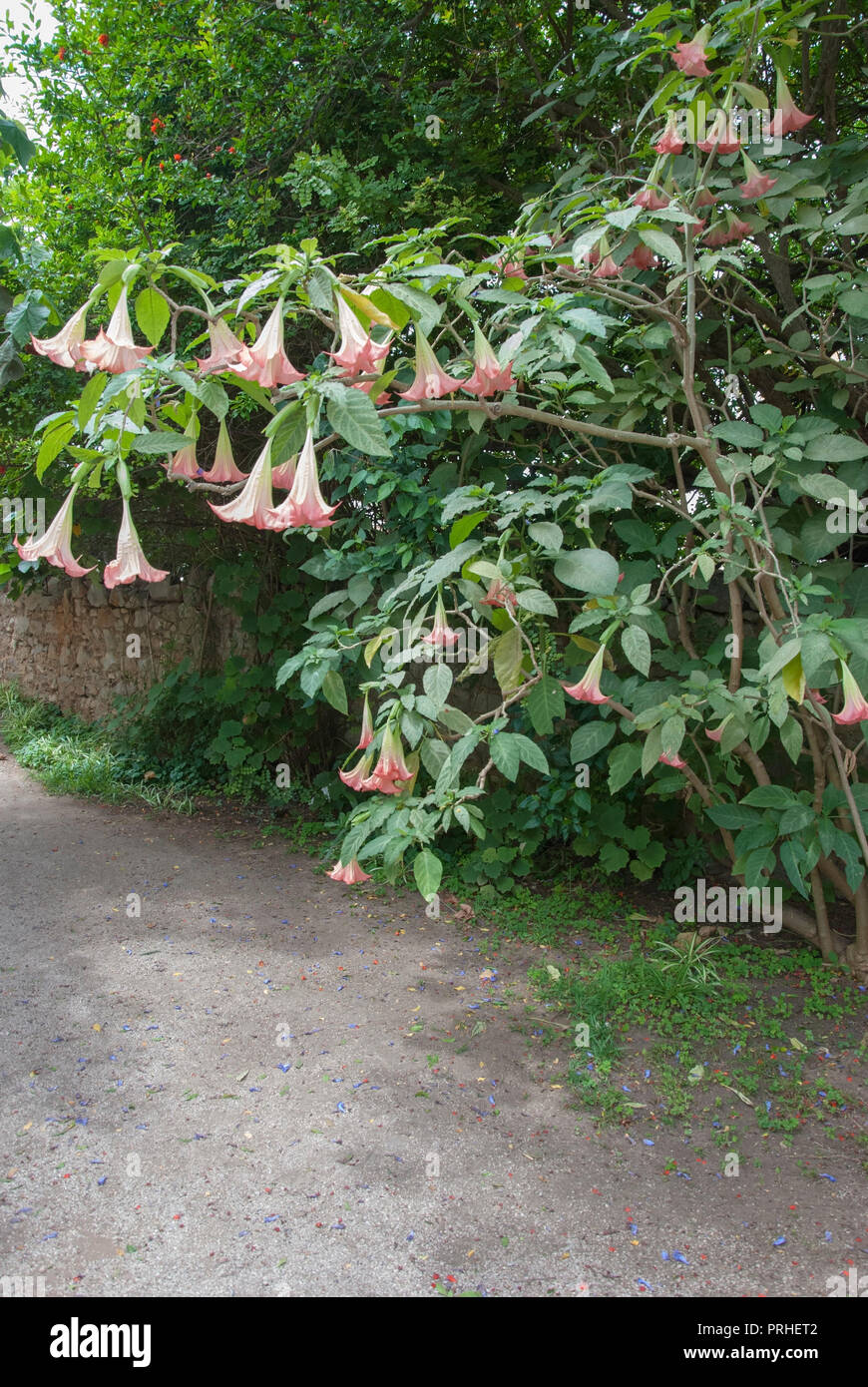 Rosa e Bianco Brugmansia Versicolor Angeli tromba arbusto arbusto sempreverde famiglia delle solanacee, brugmansia versicolor lagerh angeli demoni tromba bush ga Foto Stock