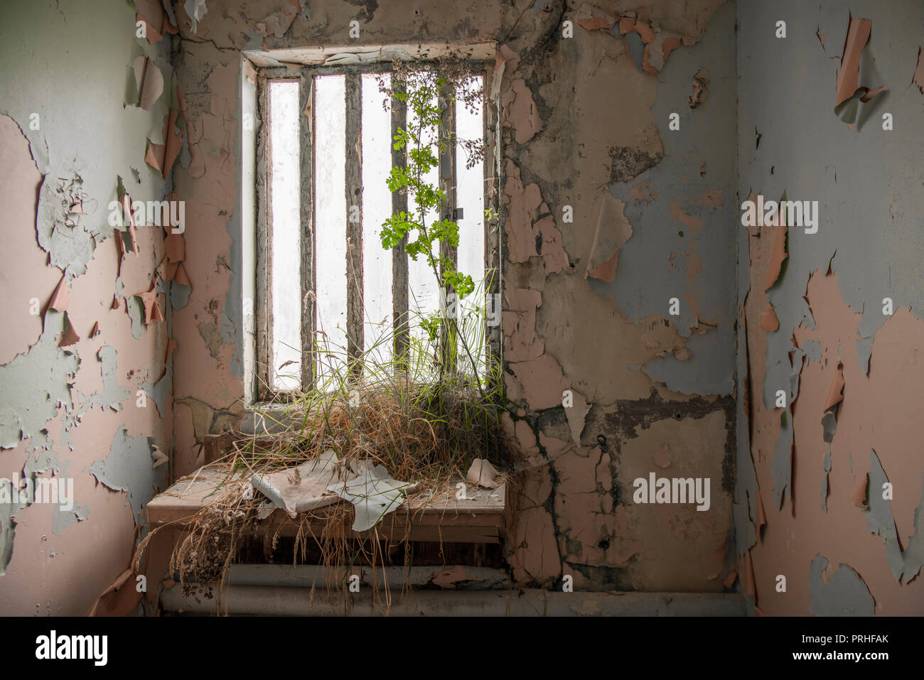 Le erbe infestanti che cresce dentro una cella di prigione in un carcere abbandonato. Foto Stock