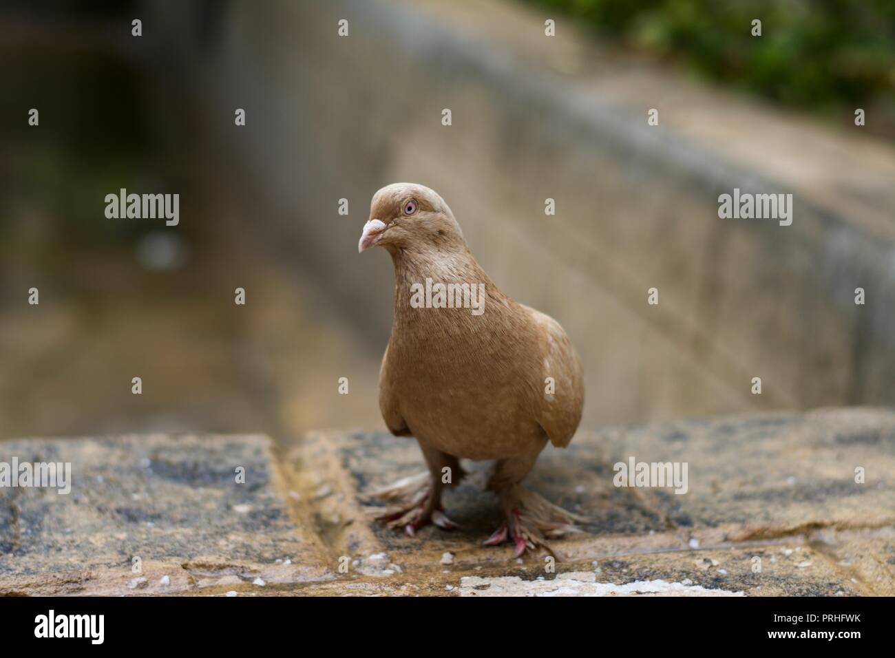 Un piccione Foto Stock