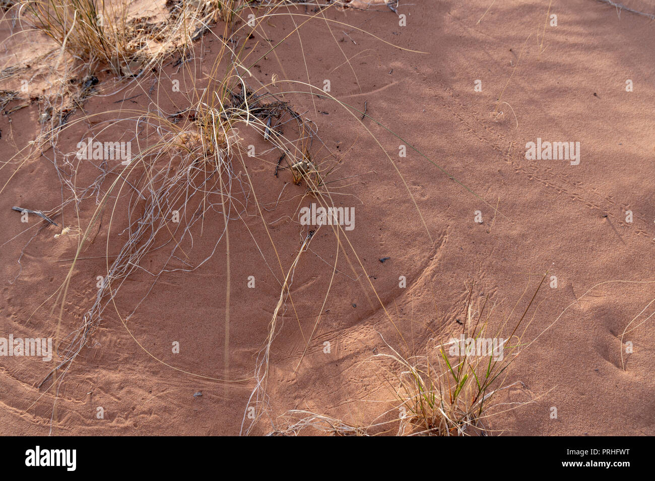 Animale e soffiata dal vento bush lasciare le loro tracce nella sabbia, Arches National Park, Utah Foto Stock