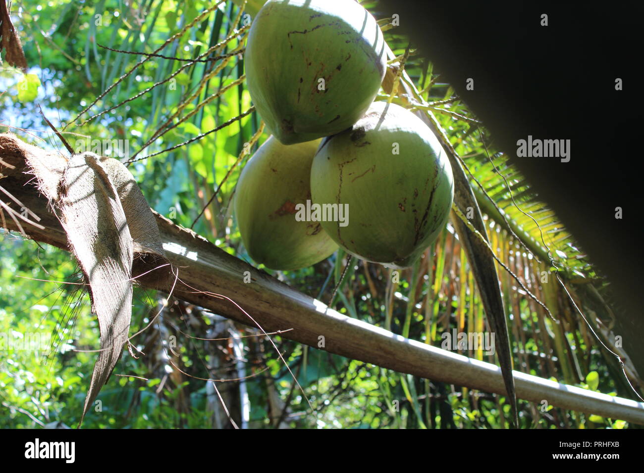 Estate Flora e noce di cocco gigante Foto Stock