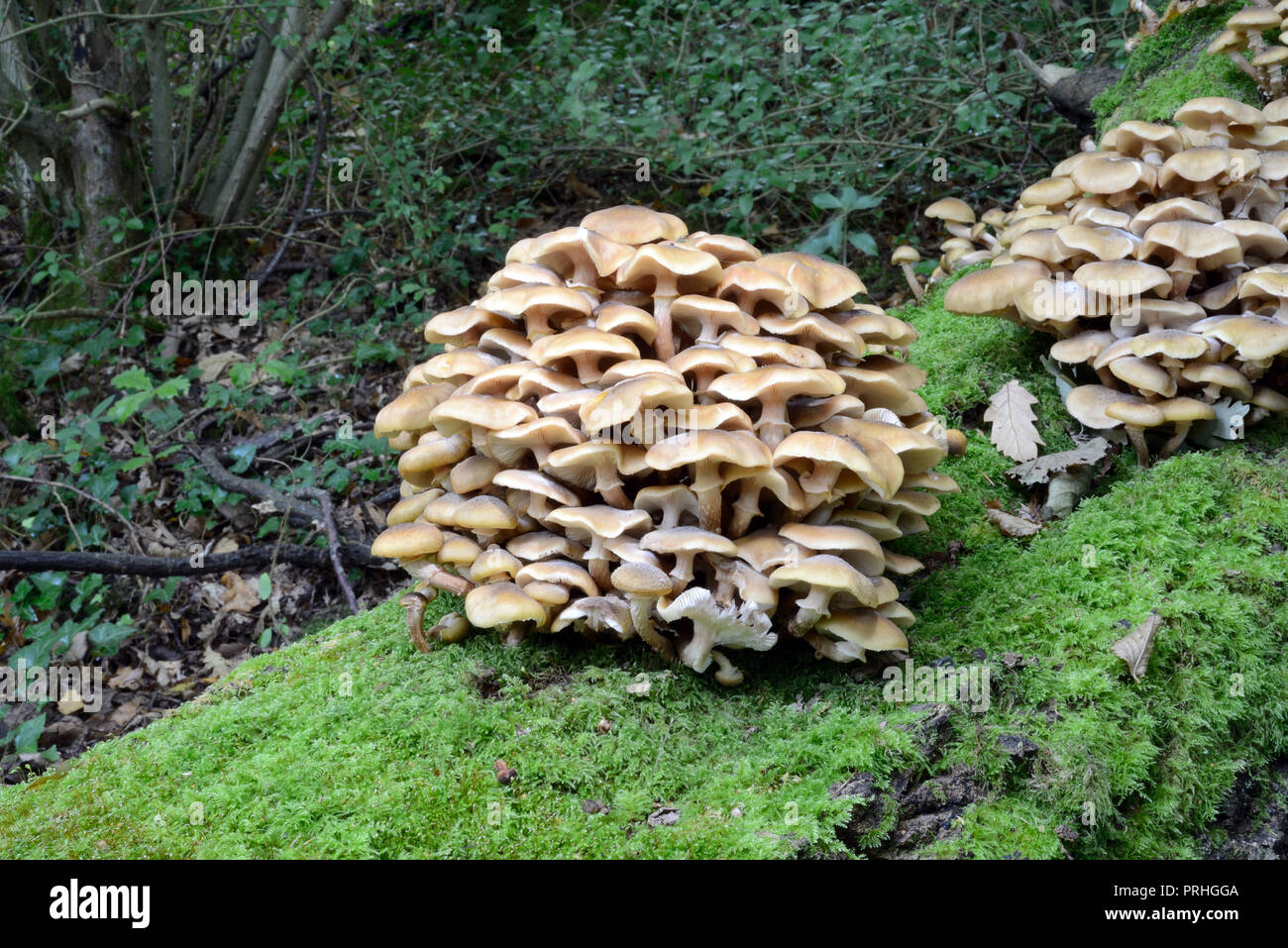 Armillaria mellea (miele fungo) è molto diffuso nel nord regioni temperate dove cresce parassiticamente su un gran numero di latifoglie Foto Stock
