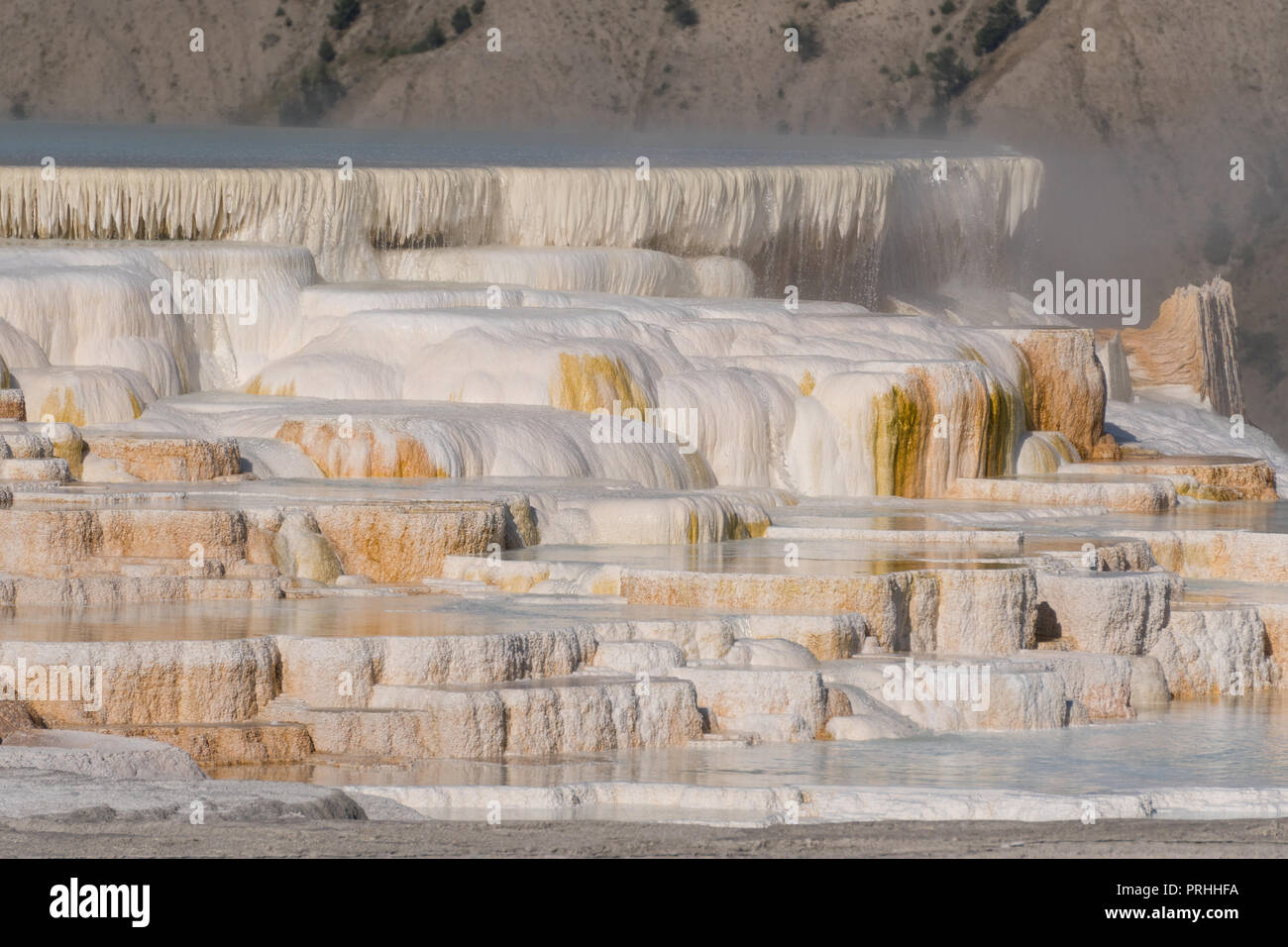 Molla Canarie a Mammoth Hot Springs nel Parco Nazionale di Yellowstone Foto Stock