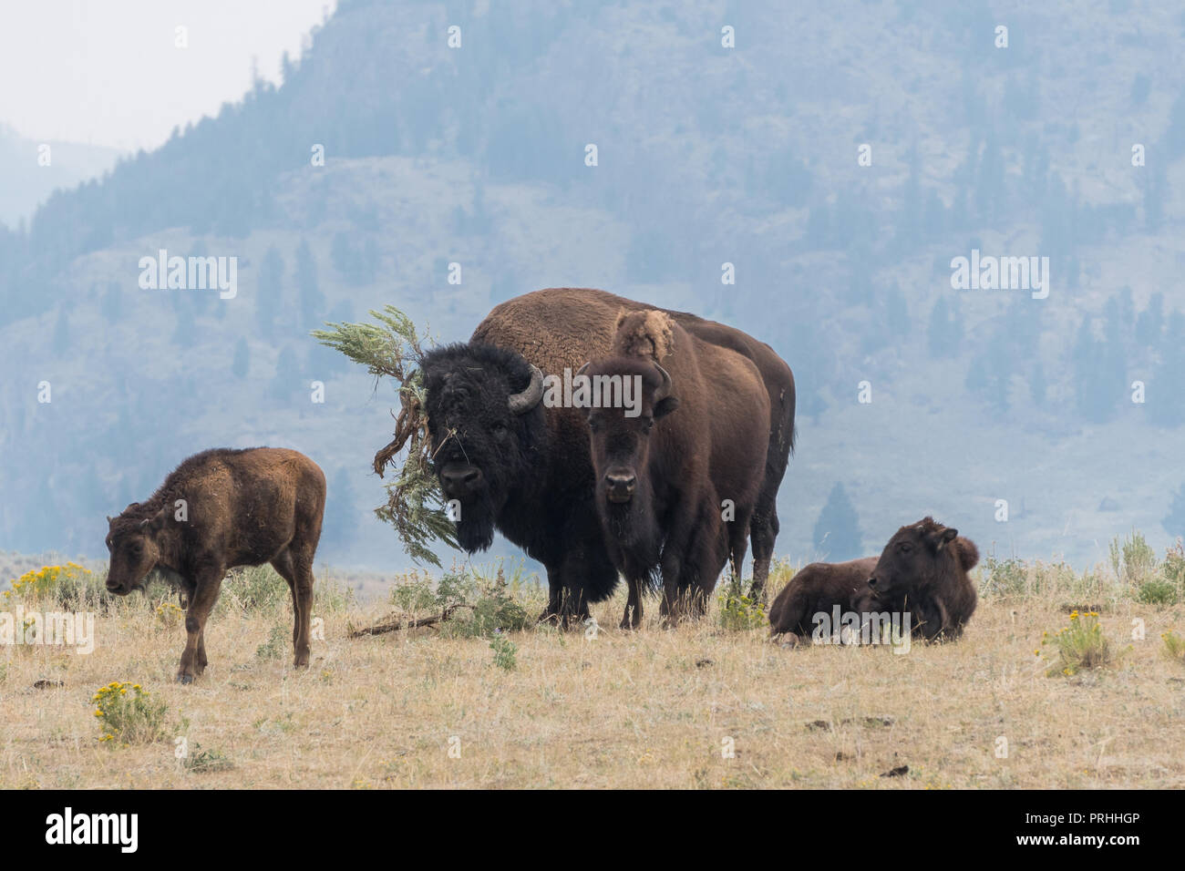 Bull bison cercando di imprimere una mucca con un gigante di salvia spazzola hat nel Parco Nazionale di Yellowstone Foto Stock