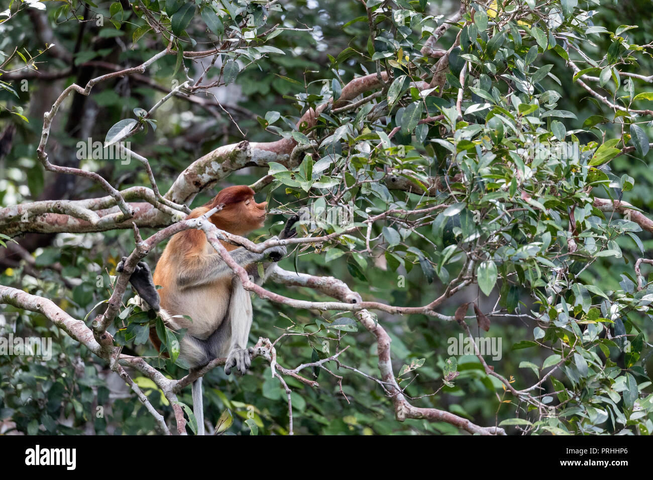 Femmina scimmia proboscide, Nasalis larvatus, alimentazione, Tanjung messa National Park, Borneo, Indonesia. Foto Stock