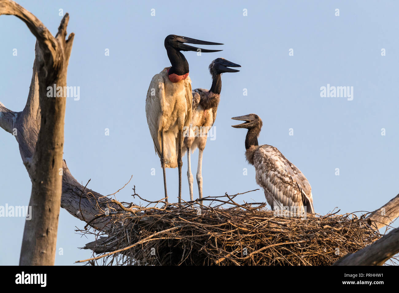 Un adulto jabiru aeroporto, Jabiru Aeroporto mycteria, con 2 pulcini su un nido a Pousado Rio Claro, Mato Grosso, Brasile. Foto Stock