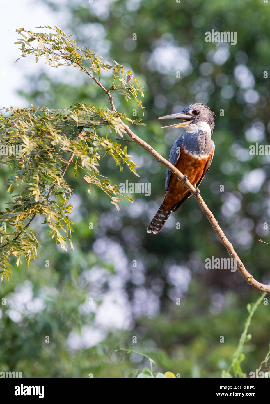 Una femmina adulta di inanellare kingfisher, Megaceryle torquata, Porto Jofre, Mato Grosso, Brasile. Foto Stock