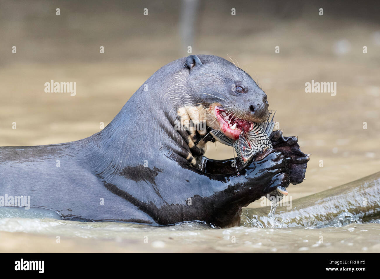 Giant Lontra di fiume di mangiare un pesce, Pteronura brasiliensis, alimentando vicino a Puerto Jofre, Mato Grosso, Pantanal, Brasile. Foto Stock
