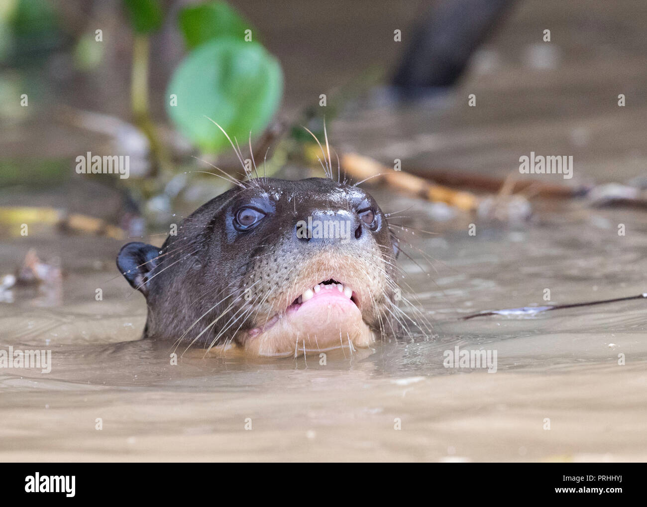 Il gigante per adulti Lontra di fiume nuoto, Pteronura brasiliensis, vicino a Puerto Jofre, Mato Grosso, Pantanal, Brasile. Foto Stock