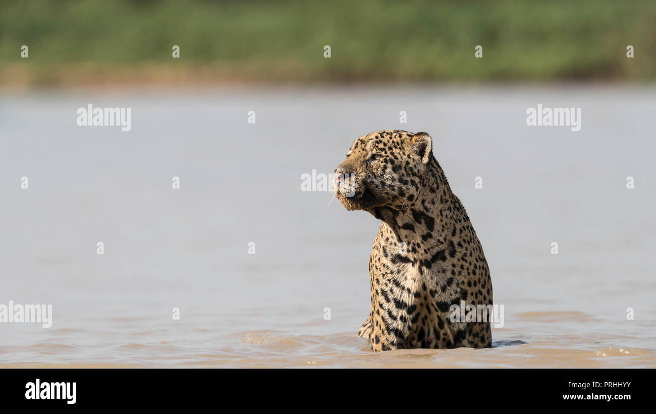 Un maschio adulto Jaguar (Panthera onca) nel Rio Cuiabá, Mato Grosso, Brasile. Foto Stock