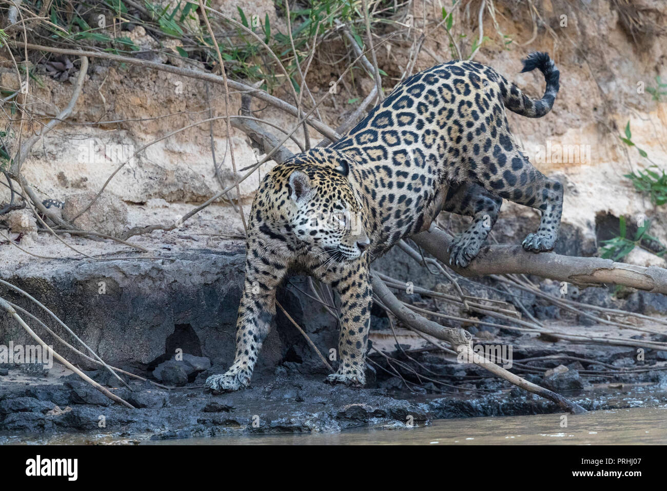 Full cresciuto jaguar femmina, Panthera onca, lungo la riva del fiume Rio Tres Irmao, Mato Grosso, Brasile. Foto Stock