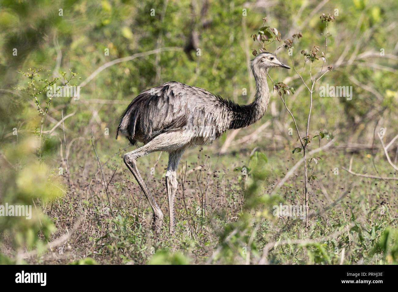 Maggiore rhea (Rhea americana), Pousado Rio Claro, Mato Grosso, Brasile. Foto Stock