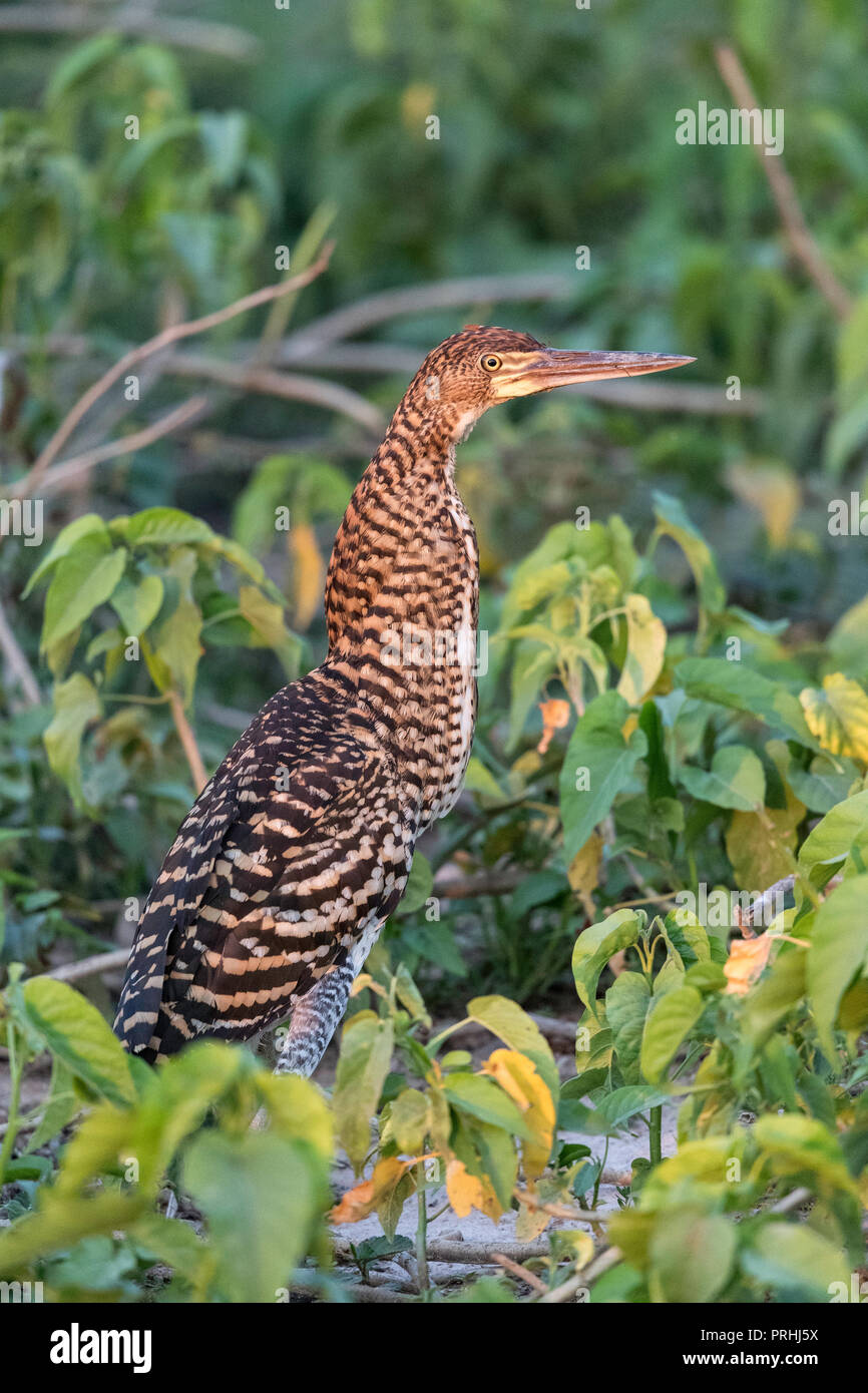 Un bambino rufescent tiger heron, Tigrisoma lineatum, Pouso Alegre Fazenda, Brasile. Foto Stock