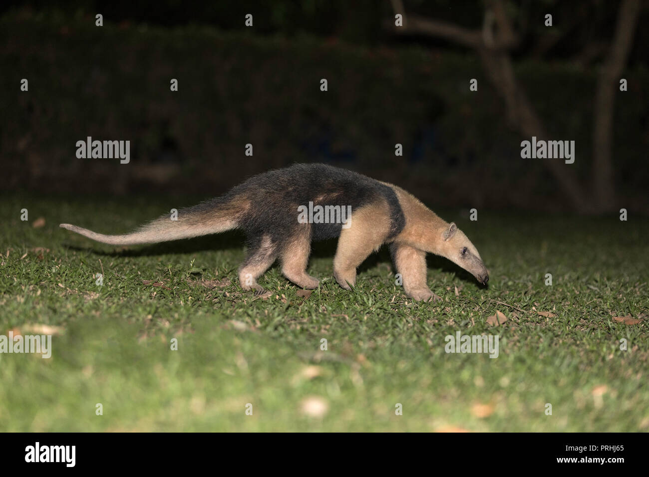 Un adulto southern tamandua, Tamandua tetradactyla, di notte, Pousado Rio Claro, Brasile. Foto Stock