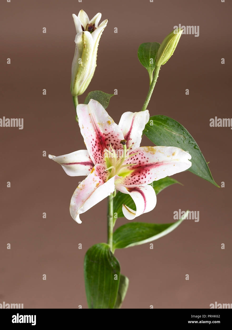 Lillium, fiore di giglio shot in studio Foto Stock