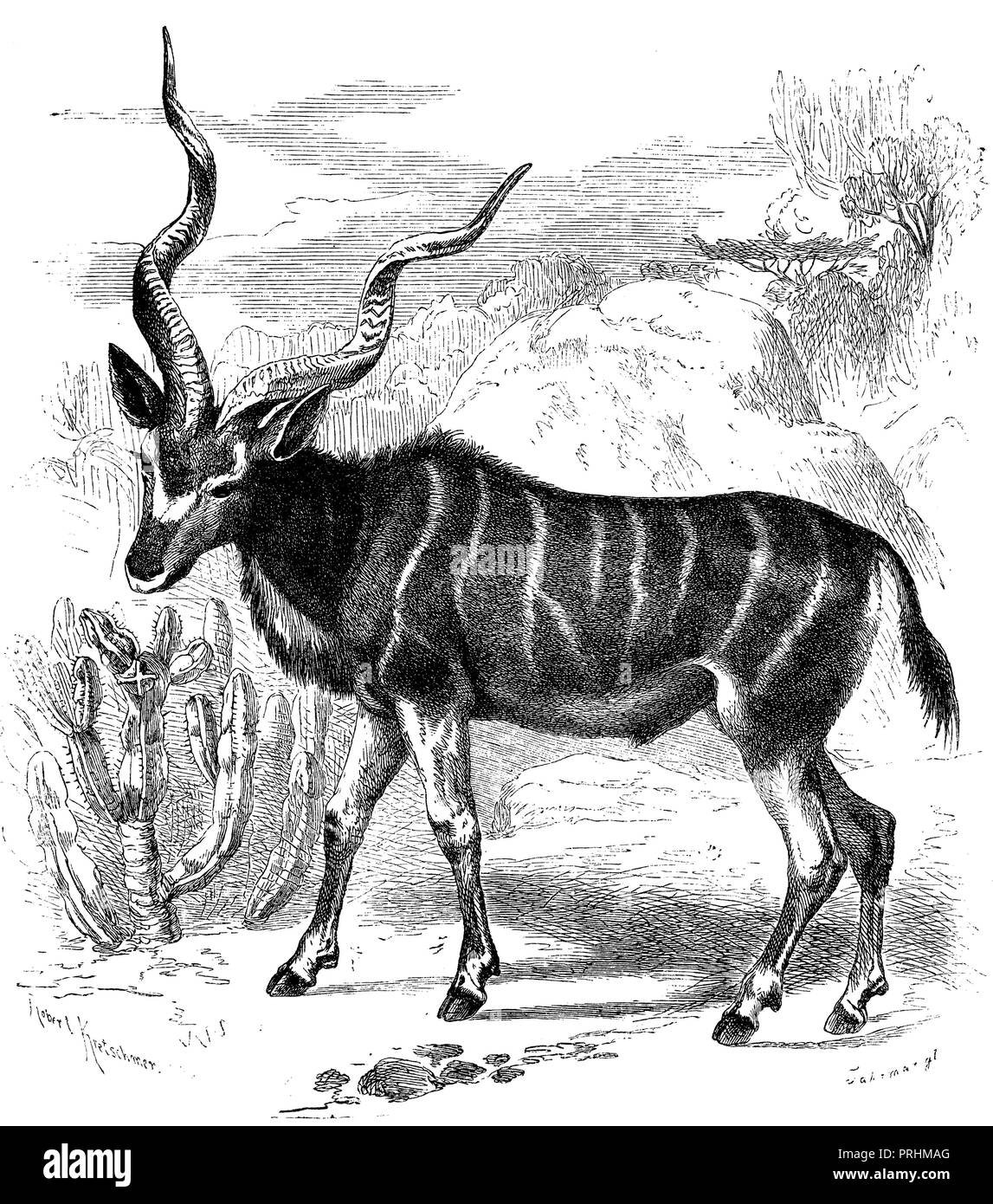 Maggiore kudu <Tragelaphus strepsiceros>, Robert Kretschmer und Jahrmargt 1870 Foto Stock