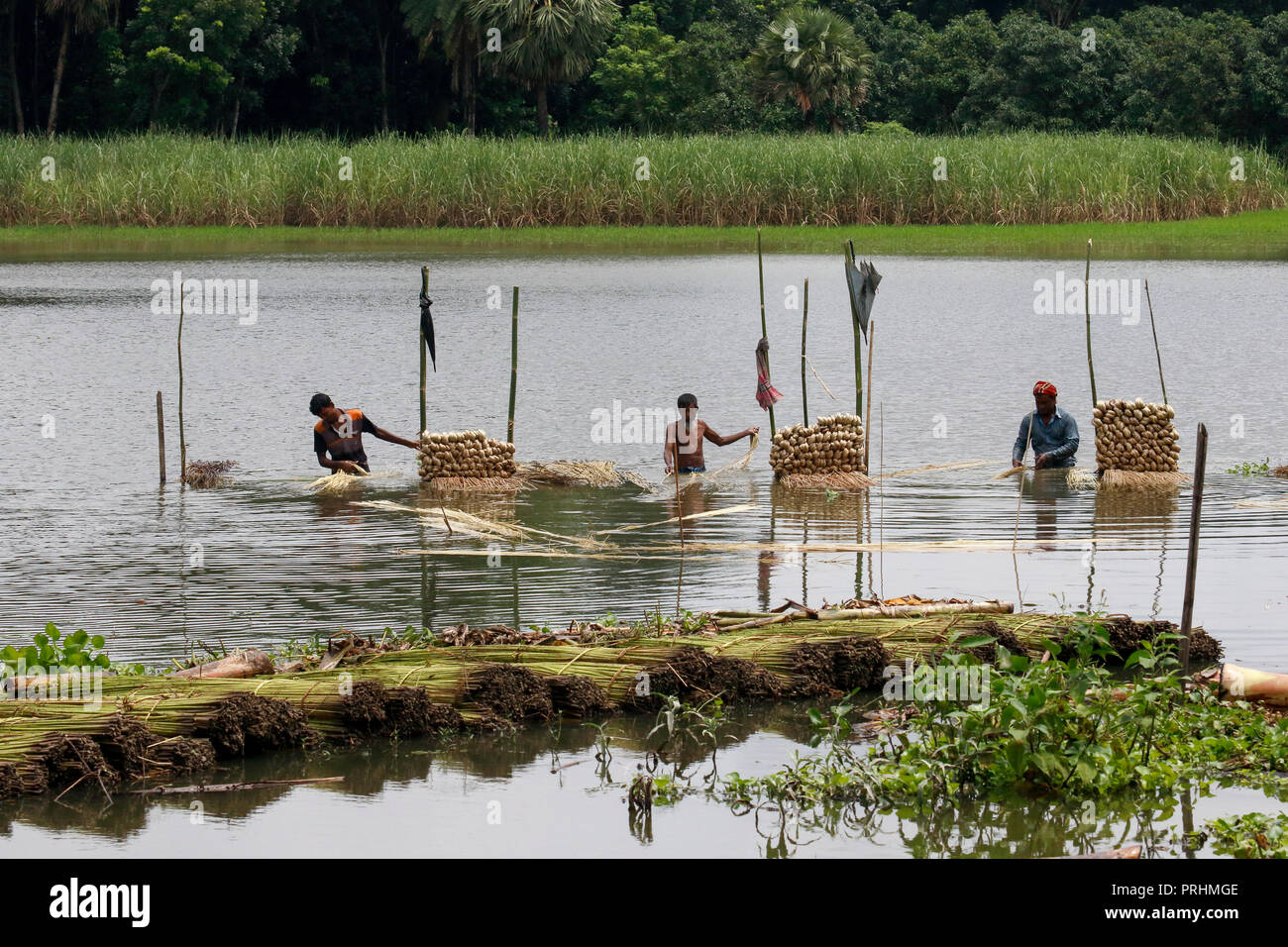 Gli agricoltori di lavaggio le fibre di iuta a Modhukhali in Faridpur, Bangladesh Foto Stock