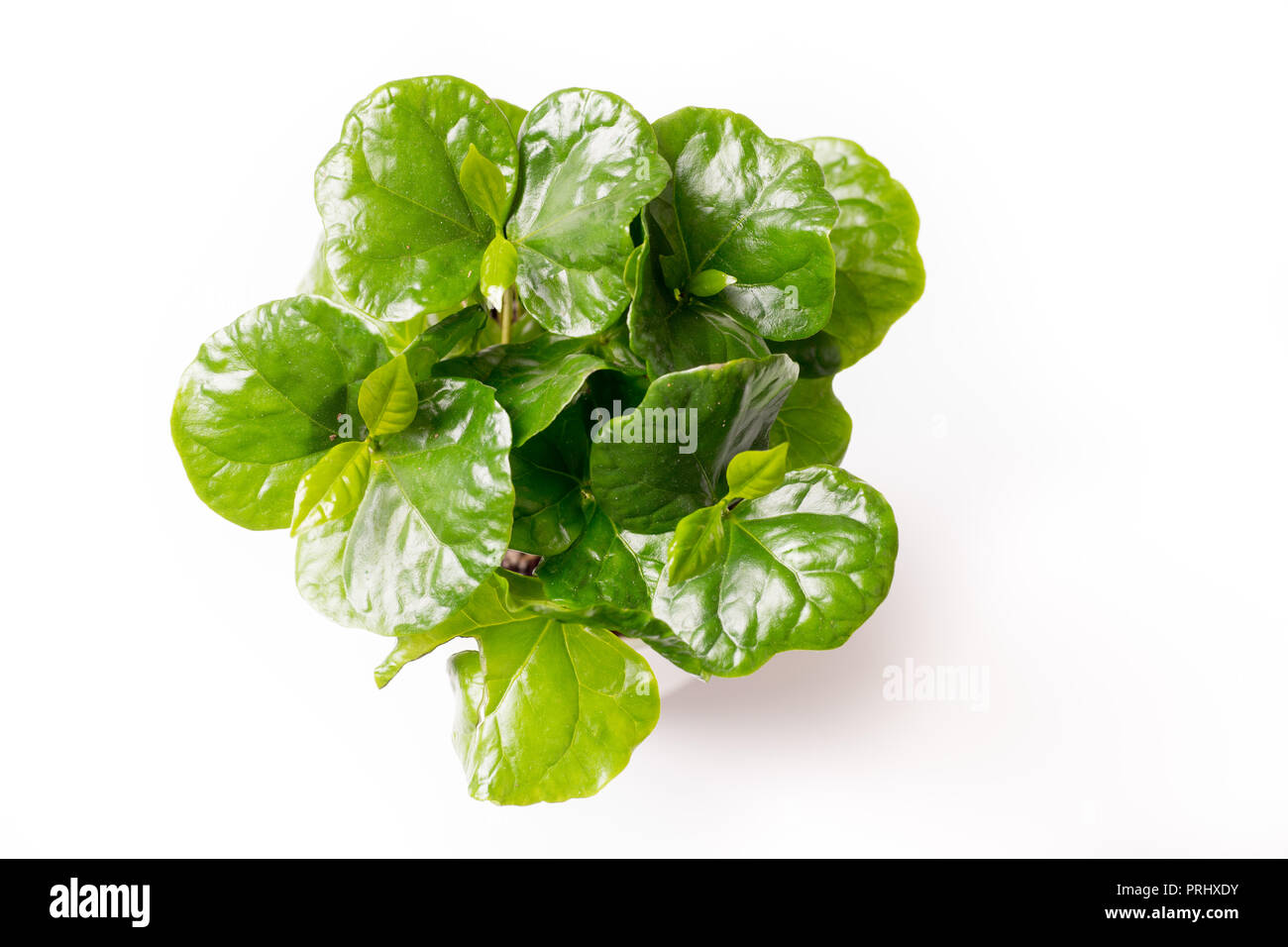 Isolato su bianco piccola pianta del caffè con foglie di colore verde Foto Stock