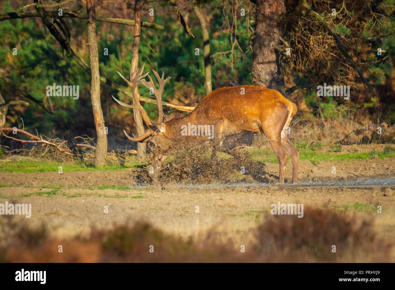 Cervo maschio, Cervus elaphus, con grandi corna di cervo solchi durante la stagione di accoppiamento in una pozza di acqua e fango Foto Stock