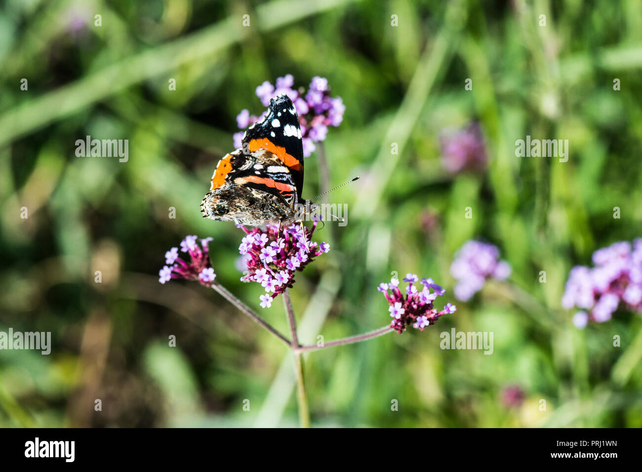 Un rosso admiral butterfly (Vanessa Atalanta) su un argentino (vervain Verbena bonariensis) Foto Stock