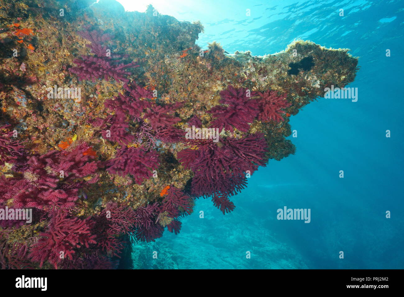 Gorgonia corallo morbido sotto roccia sott'acqua nel mare Mediterraneo, mare violescent-frusta Paramuricea clavata, Cap de Creus, Costa Brava, Spagna Foto Stock