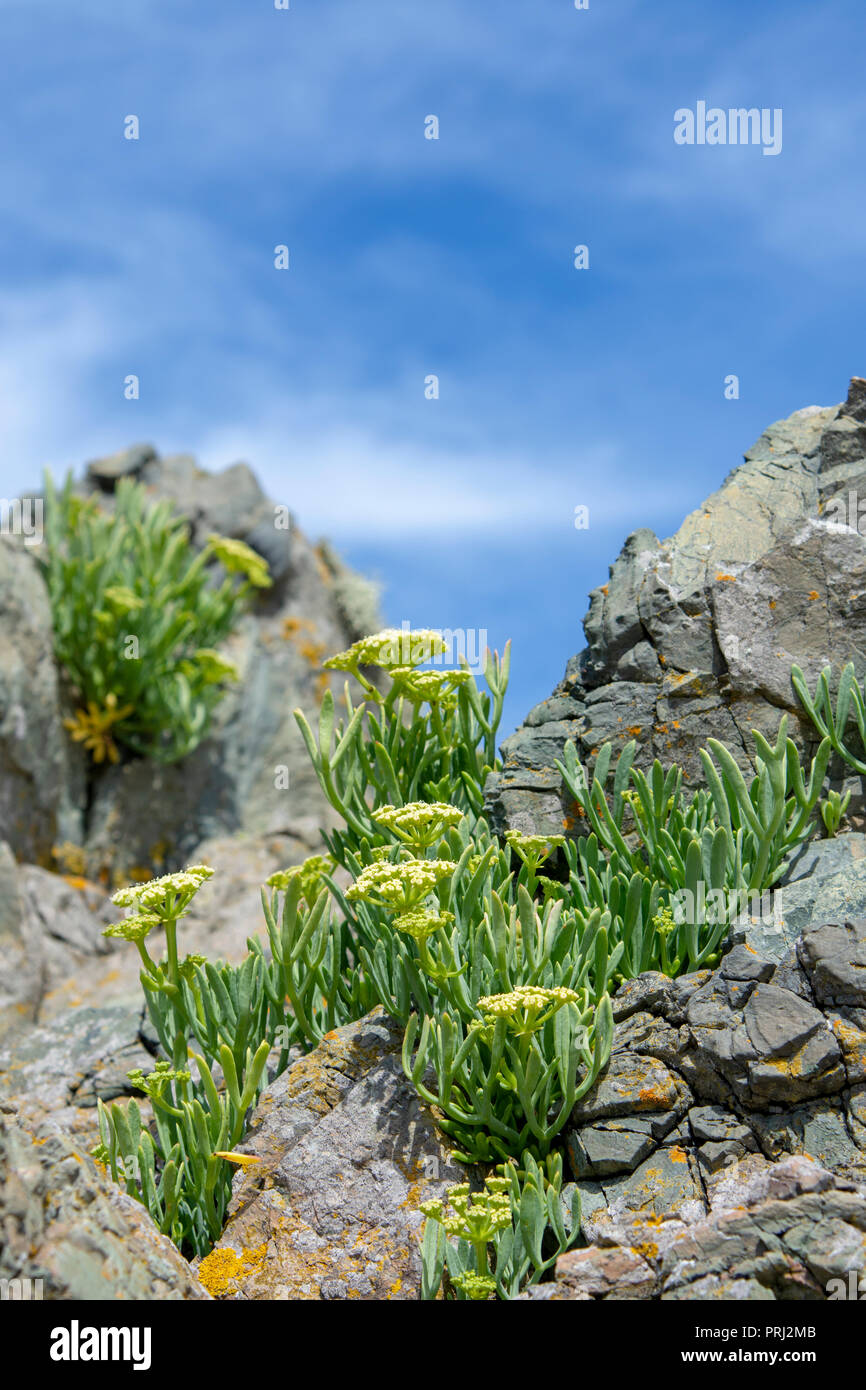 Rock Samphire (Crithmum maritimum) sul cuscino di lava affioramenti di roccia, Llanddwyn Bay, Anglesey Foto Stock