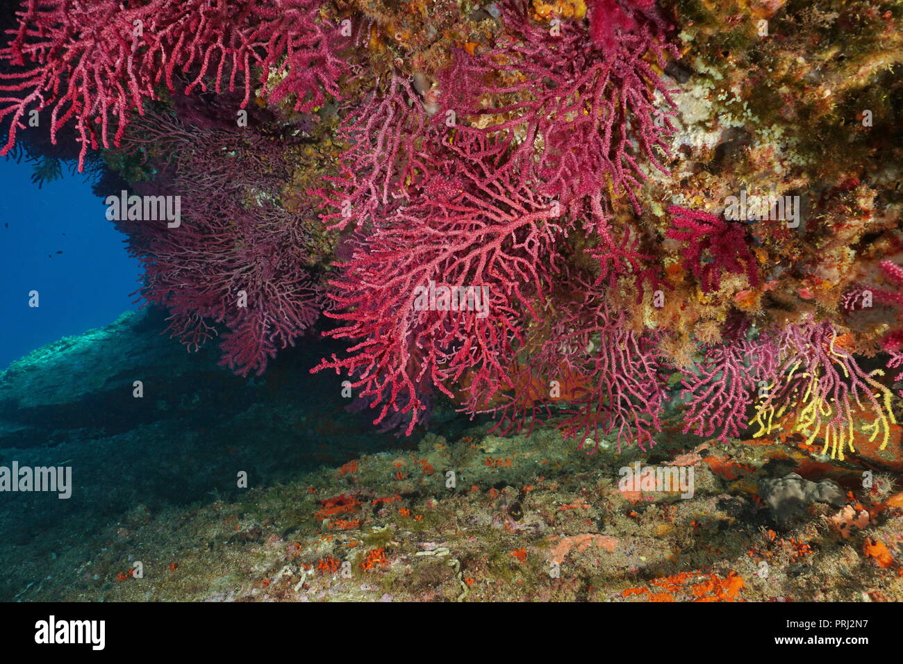 Gorgonia violescent sea-frusta, Paramuricea clavata, subacquea nel mare Mediterraneo, Cap de Creus, Costa Brava, Spagna Foto Stock