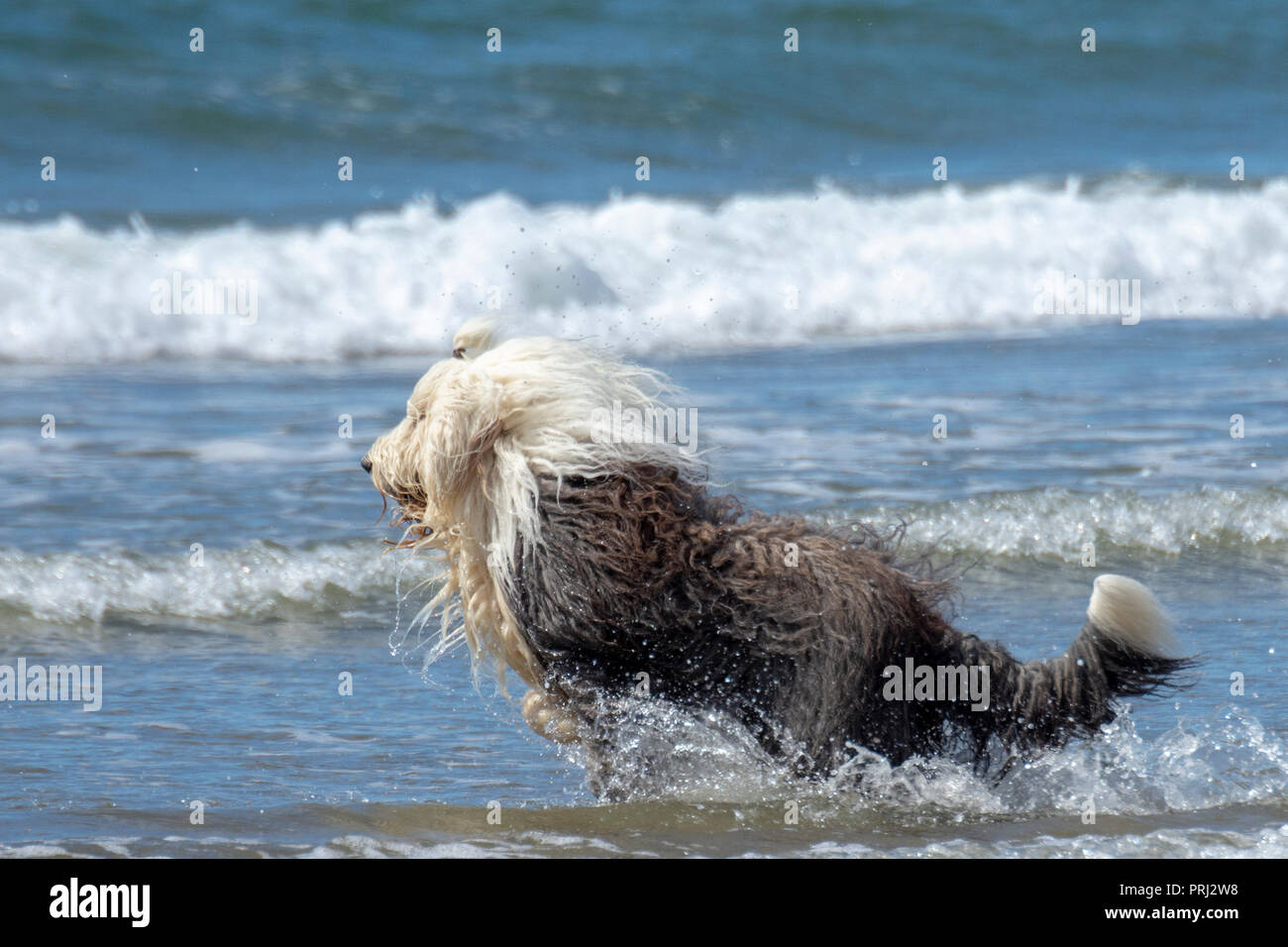 Sheepdog inglese in esecuzione in mare Foto Stock