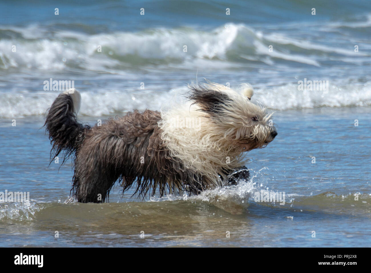 Sheepdog inglese in esecuzione in mare Foto Stock