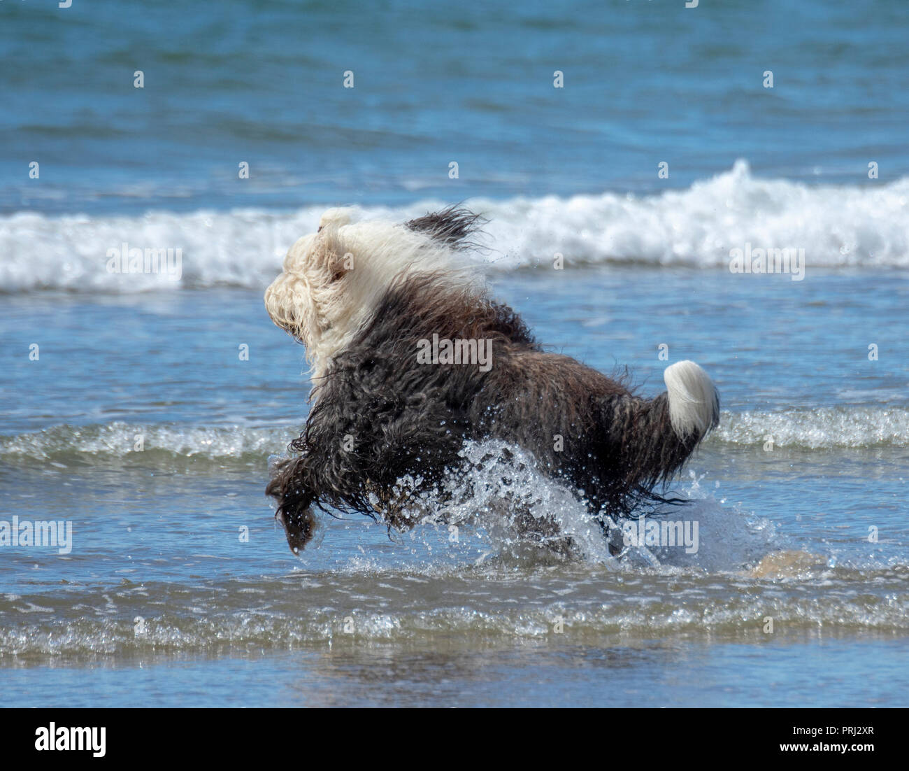 Sheepdog inglese in esecuzione in mare Foto Stock