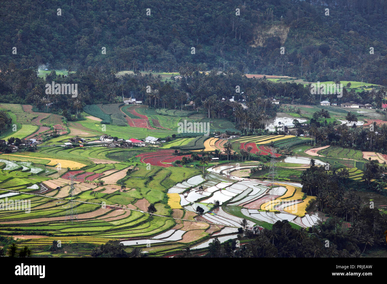 Terrazze di riso e di coltivazione nei pressi di Bukittinggi, Sumatra, Indonesia Foto Stock