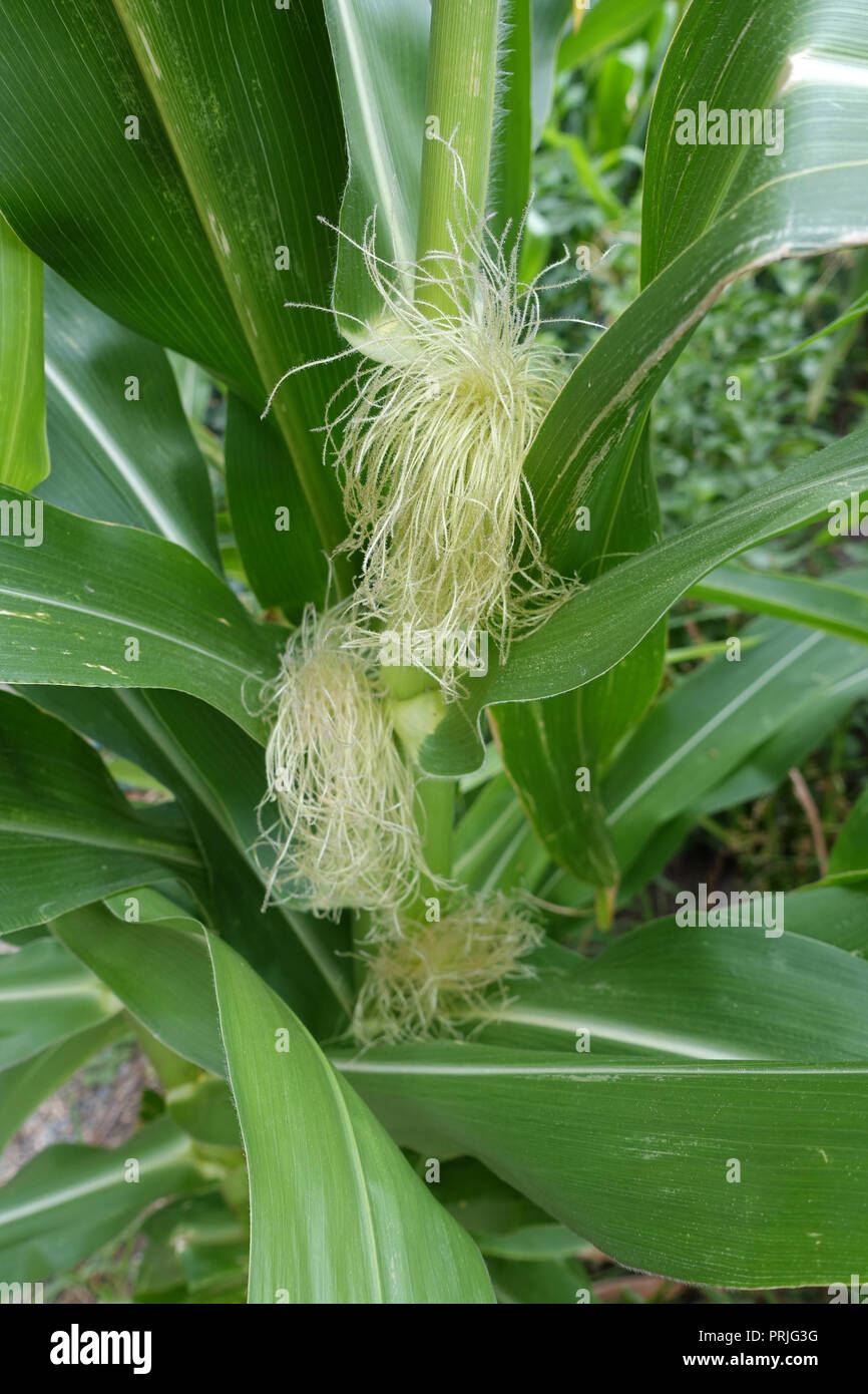 Close up di un giovane spiga del granoturco con fiocco di seta Foto Stock