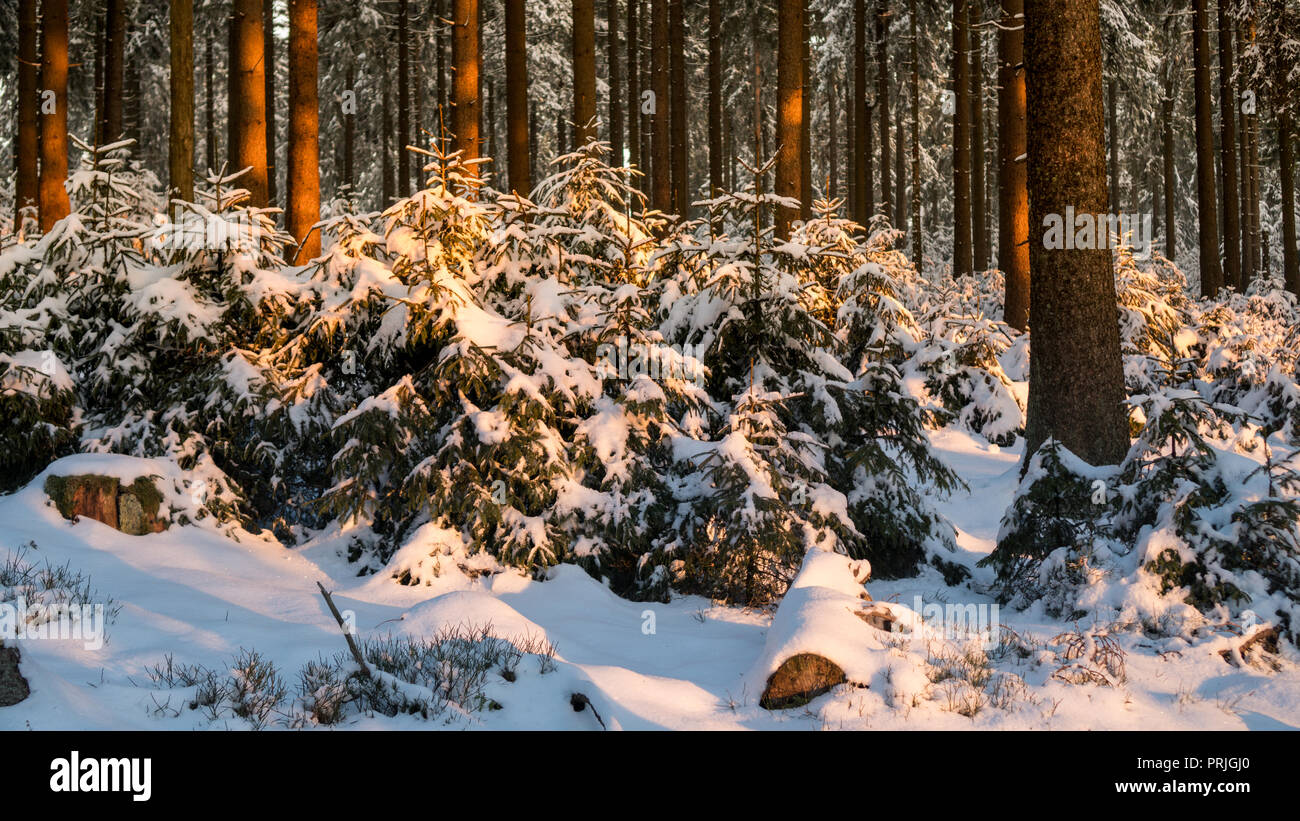 Inverno a Feldberg foresta Taunus in Hesse in Germania Foto Stock