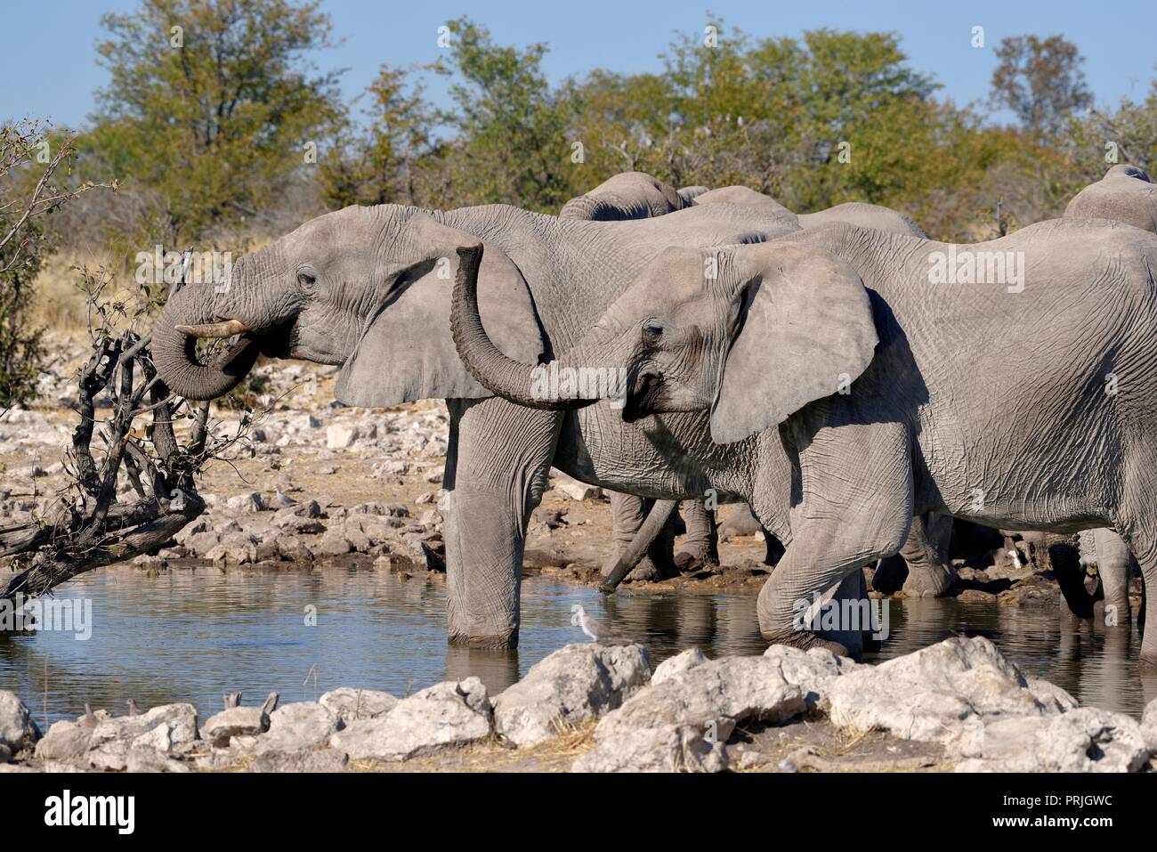 L'elefante africano (Loxodonta africana), allevamento di bere a Kalkheuvel Waterhole, il Parco Nazionale di Etosha, regione di Kunene, Namibia Foto Stock