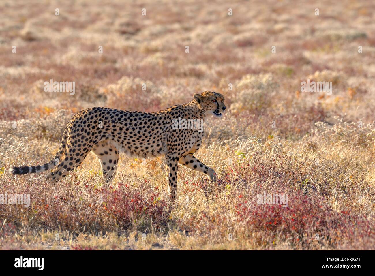 Ghepardo (Acinonyx jubatus), maschio corre nella prateria a secco, vicino Namutoni, il Parco Nazionale di Etosha, regione di Kunene, Namibia Foto Stock