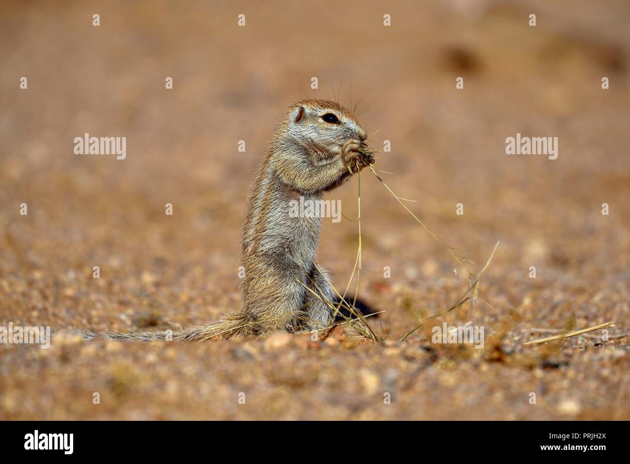Terra di montagna scoiattolo (Xerus princeps), alimentazione, regione di Khomas, Namibia Foto Stock