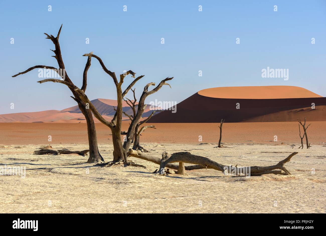 Morto alberi camelthorn (Acacia erioloba) in Deadvlei, Namib Desert, Namib-Naukluft National Park, Namibia Foto Stock