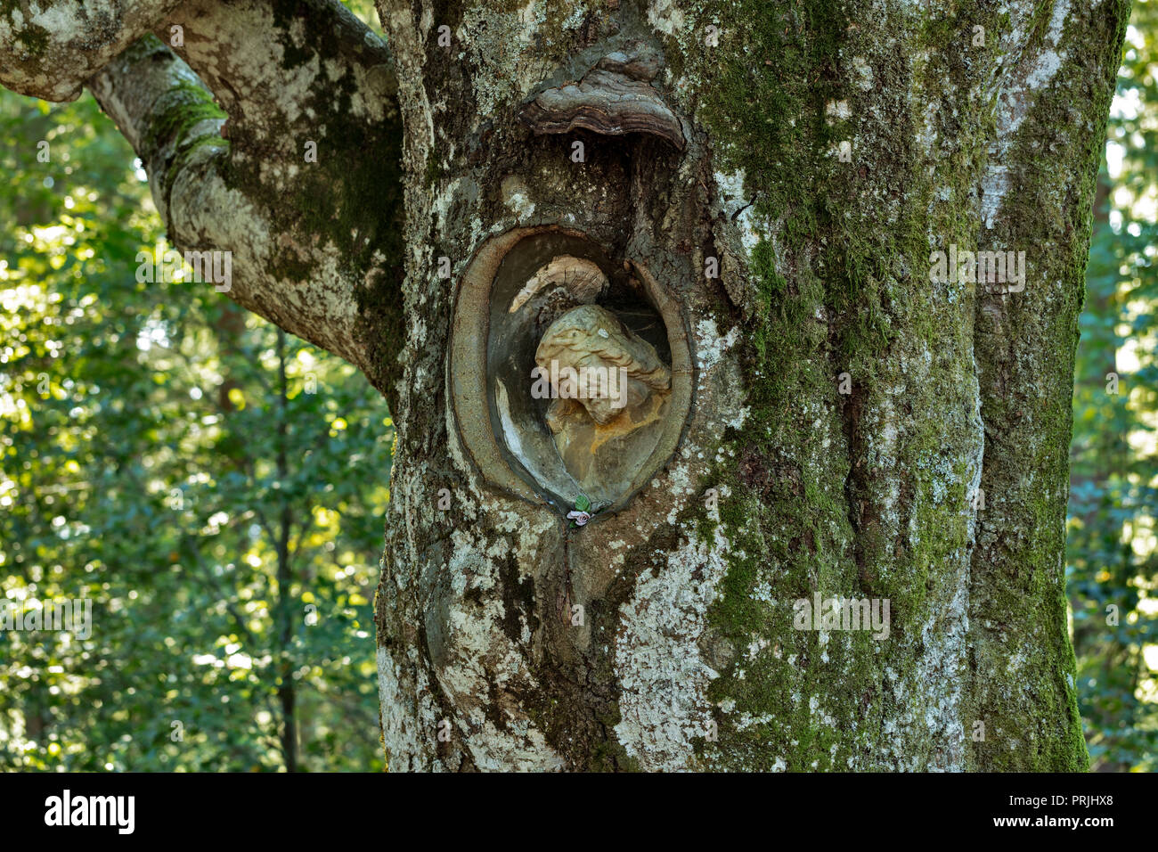 Signore di Magonza, pietra Cristo figura, cresciuto in una willow faggio, vicino a Gütenbach, Foresta Nera, Baden-Württemberg, Germania Foto Stock