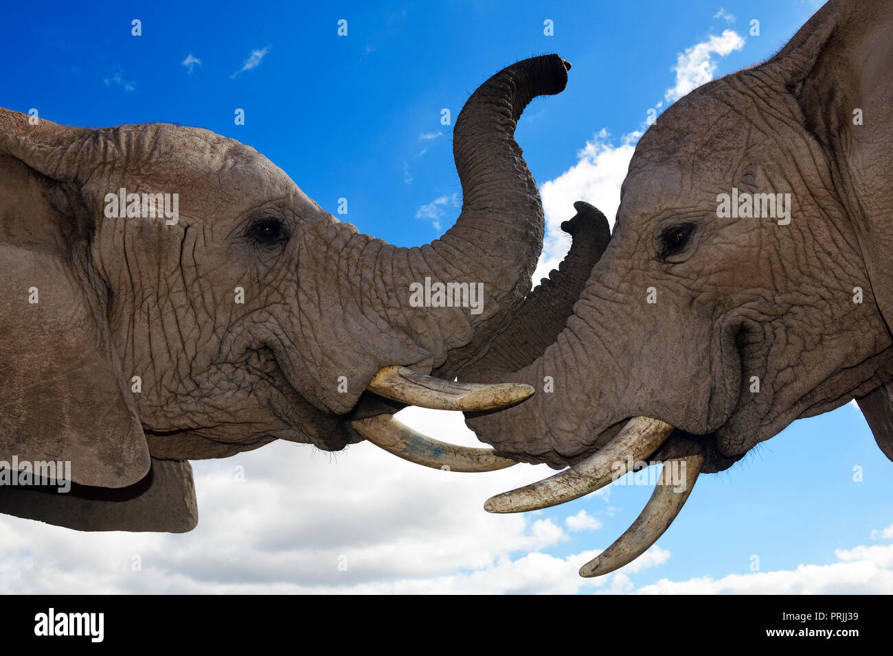 L'elefante africano (Loxodonta africana), animali giovani orfani in Buffelsdrift Game Reserve, Oudtshoorn, Western Cape Foto Stock