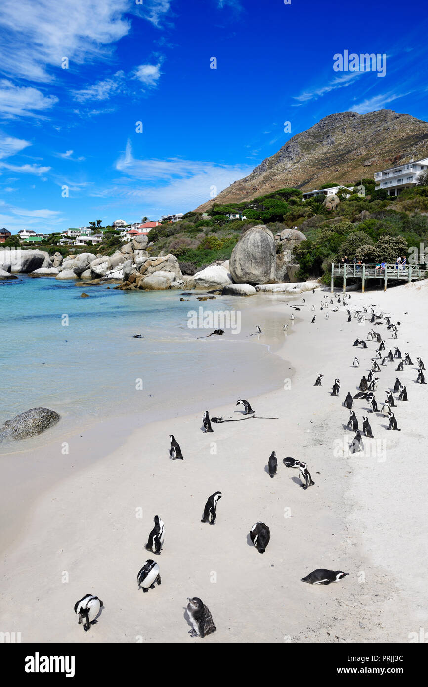 La colonia di pinguini nella Città di Simon, Western Cape, Sud Africa Foto Stock