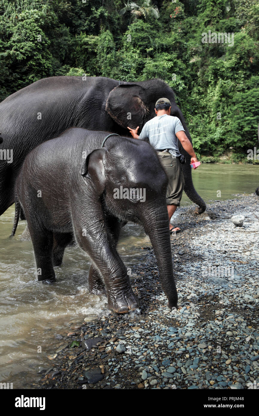 Lavaggio Mahout elefanti a Tangkahan in Gunung Leuser National Park, Sumatra, Indonesia Foto Stock