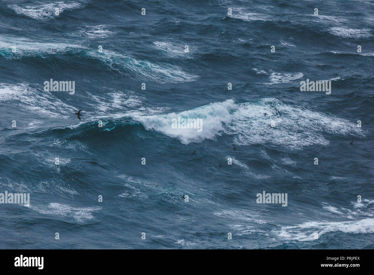 Drammatico colpo di uccello sorvolano ondulata blu oceano Foto Stock