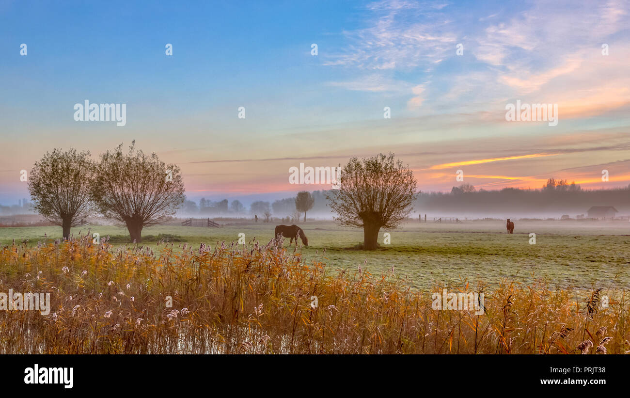 Pollard salici e cavalli in olandese il paesaggio agricolo di sunrise durante l'autunno Foto Stock