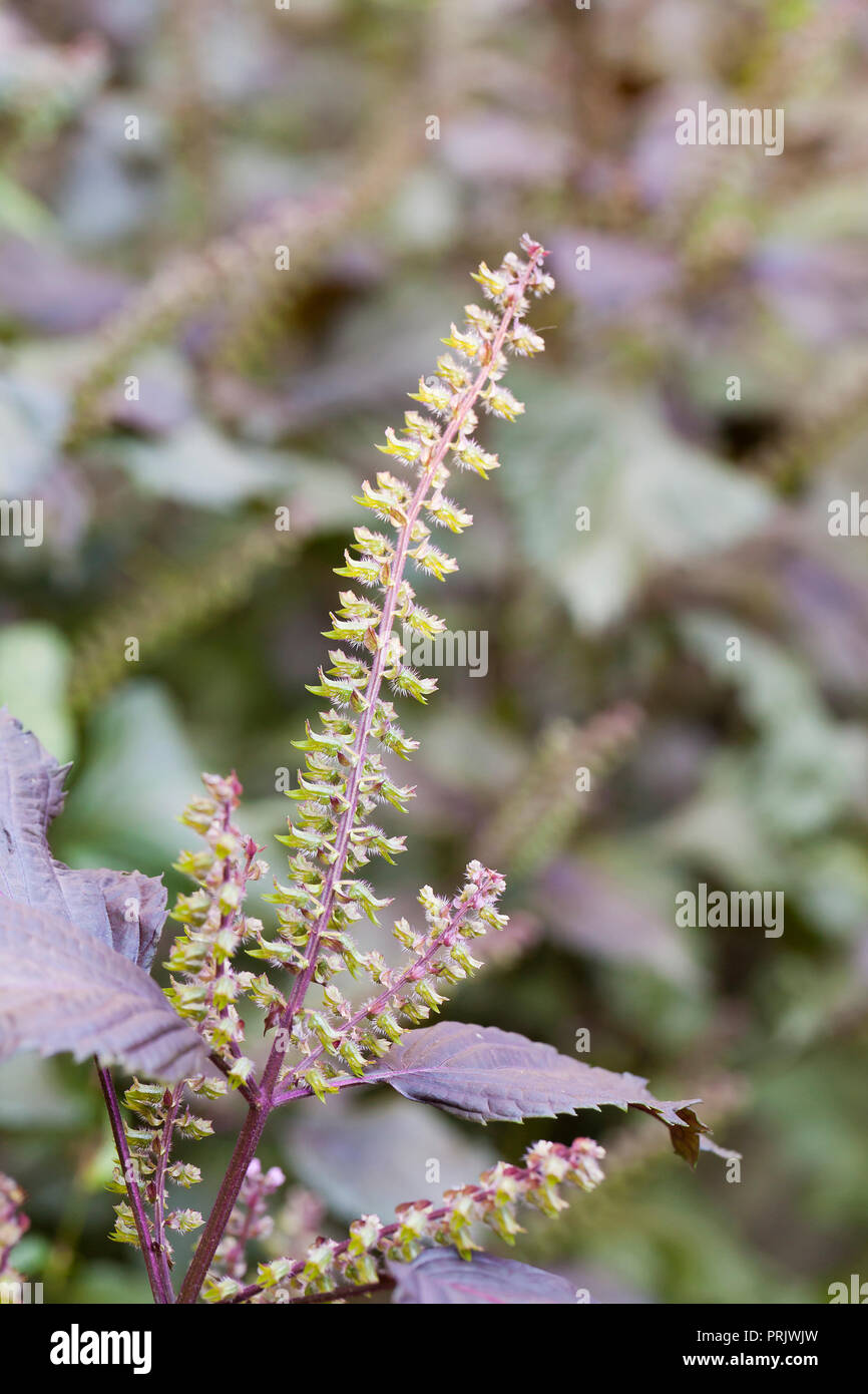 Viola leafed bistecca di manzo semi vegetali cialde (Perilla frutescens var. crispa), Aka shiso di perilla menta, basilico cinese, basilico selvatico Foto Stock